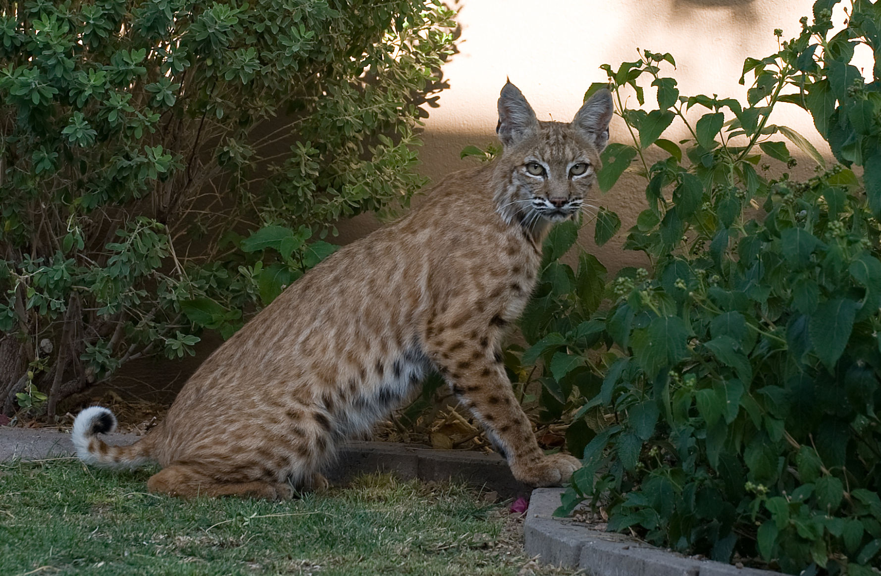 Backyard bobcats